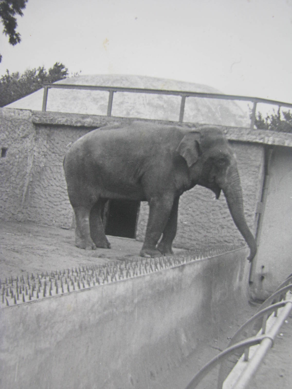 Asian elephant 1960s