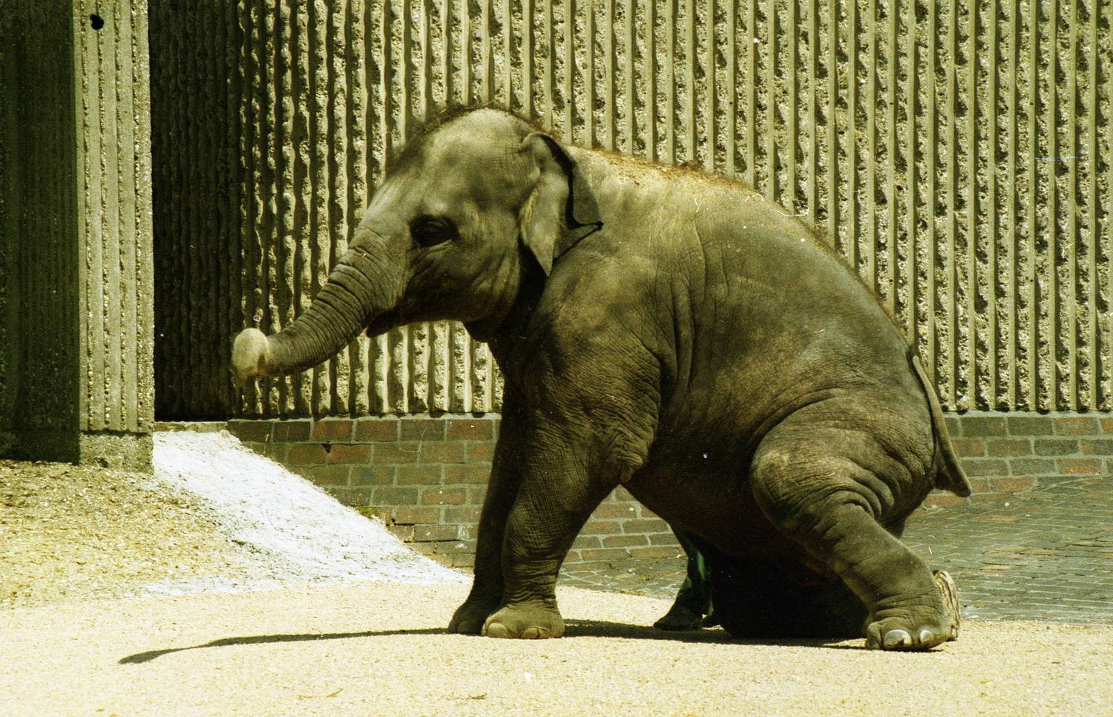 Asian Elephant 1985  Could this be Geeta?