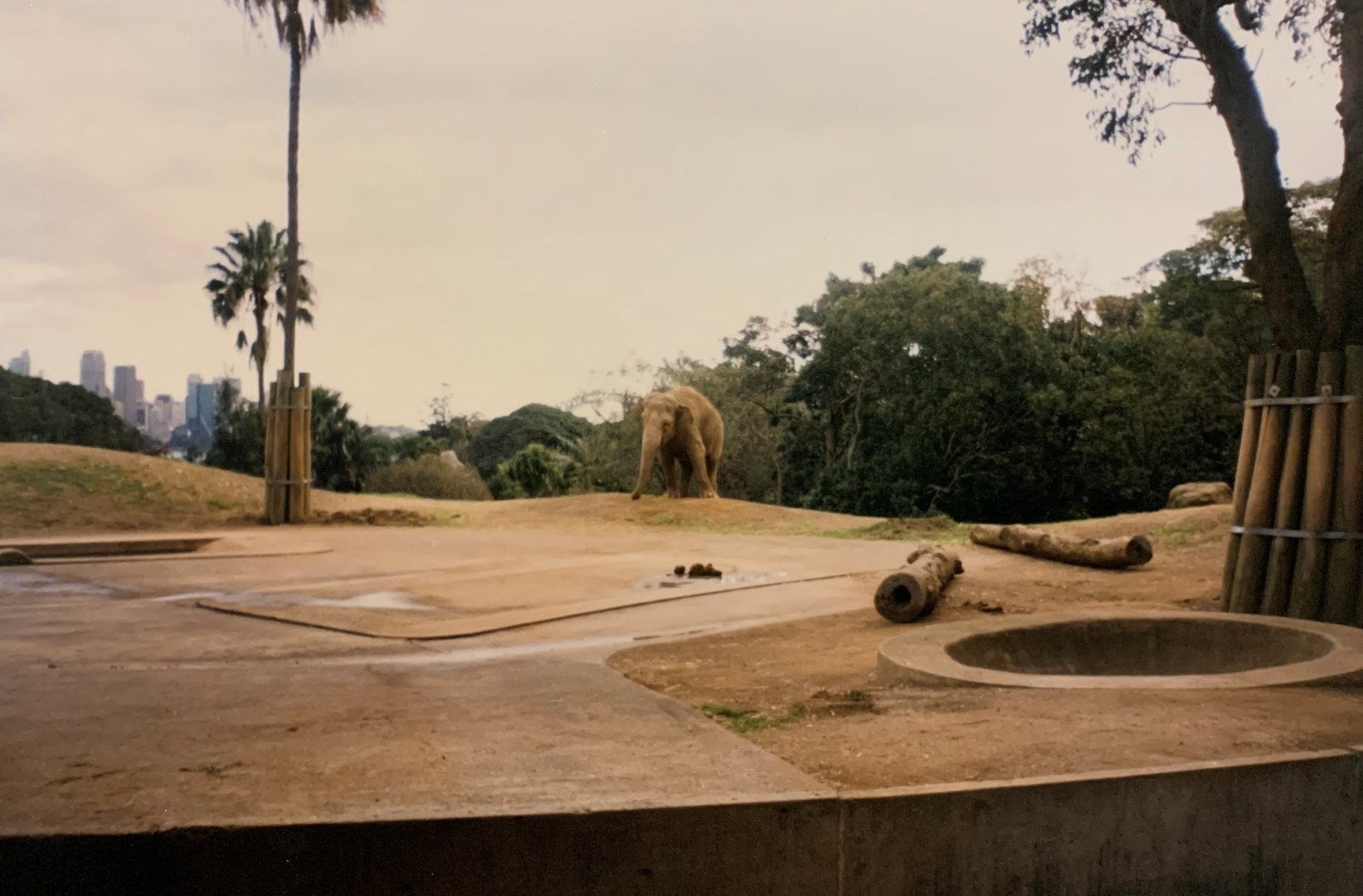 Asian Elephant (1996)