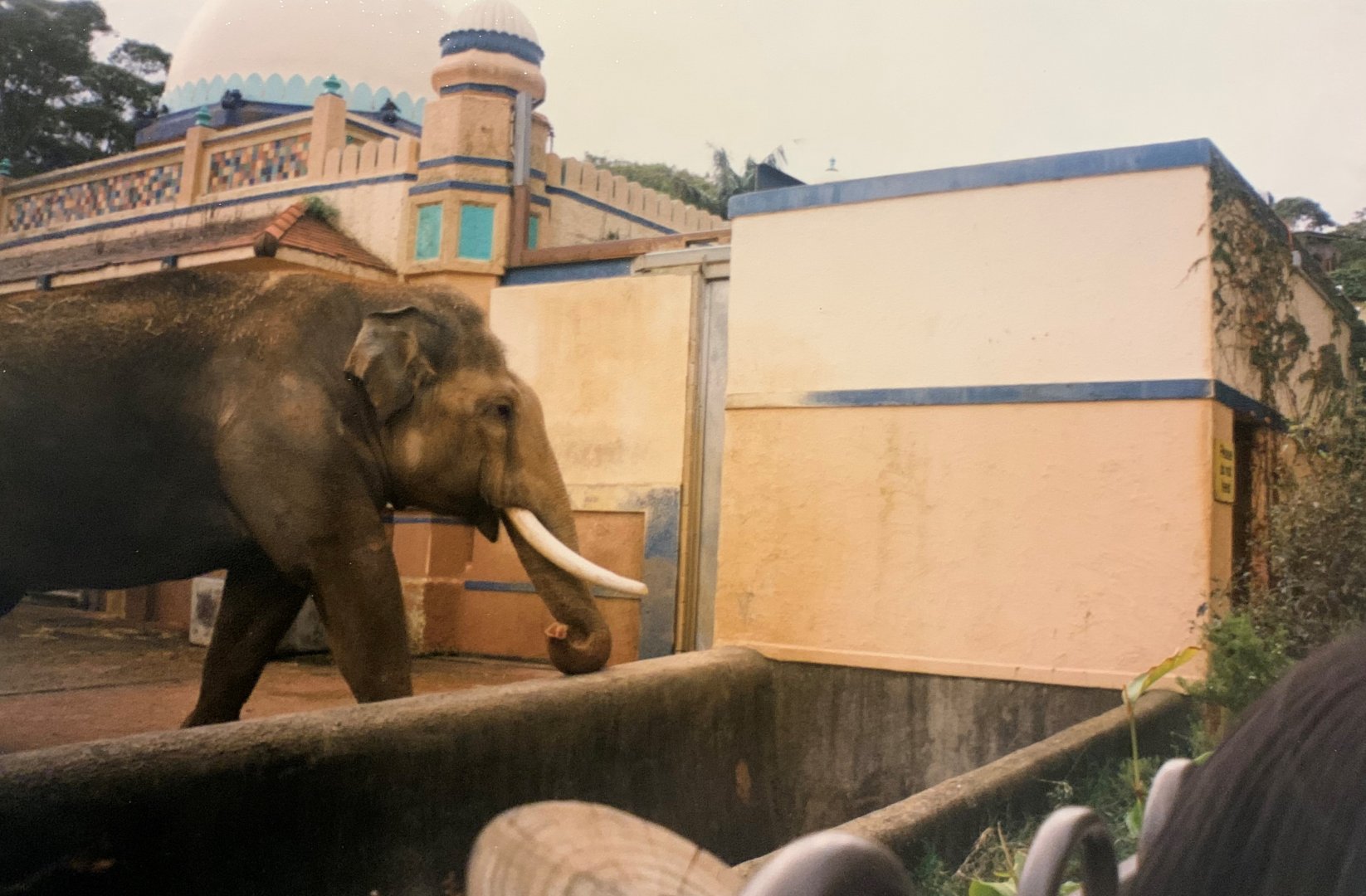 Asian Elephant (1996)