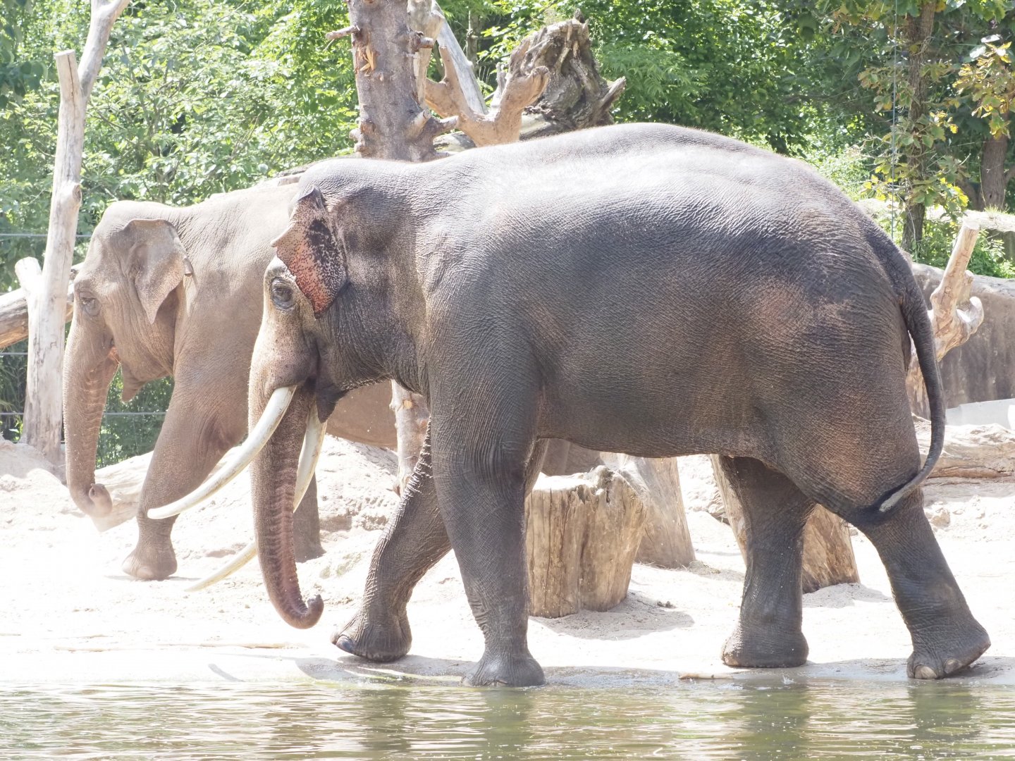 Asian Elephant 2