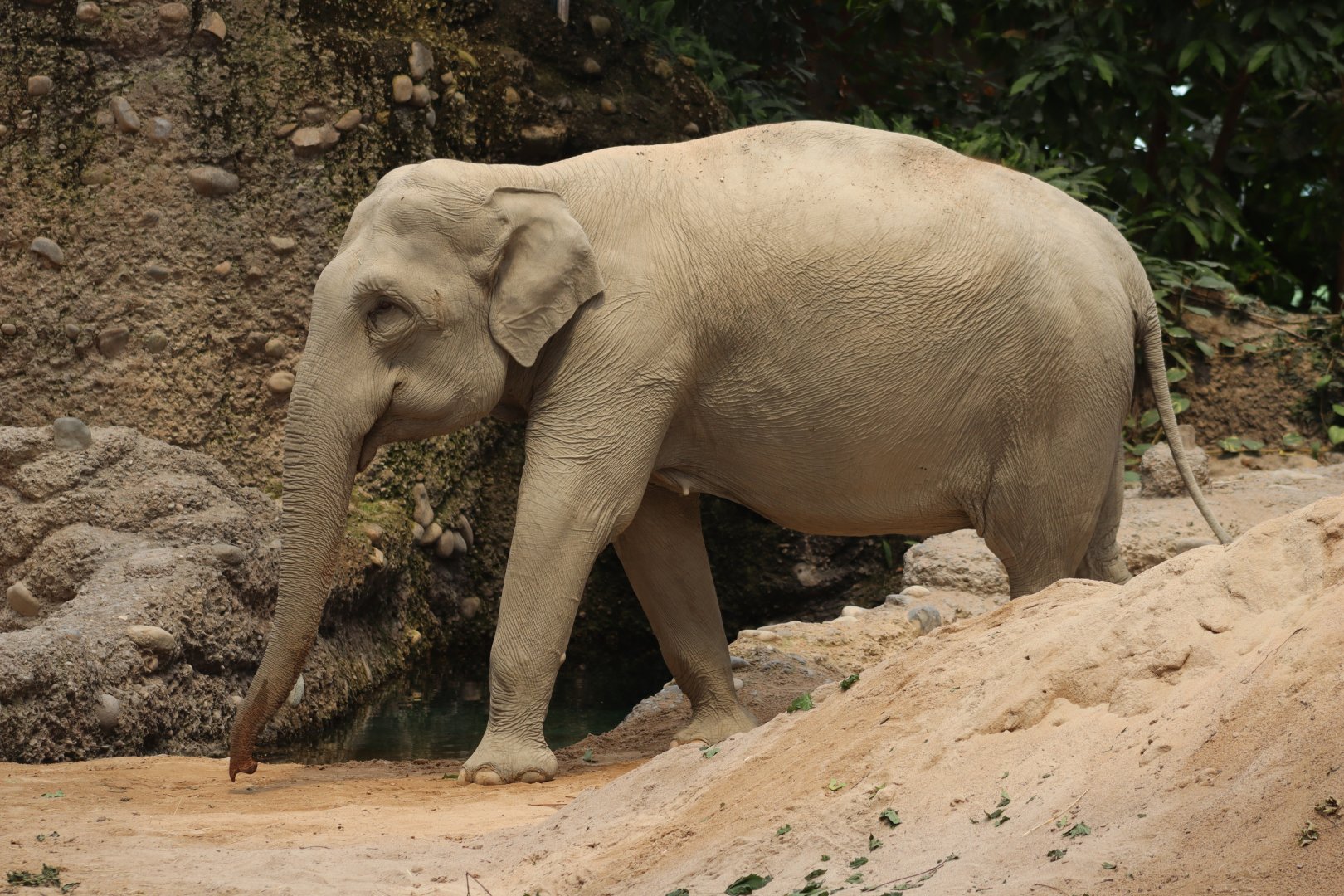 Asian Elephant - 20 June 2024