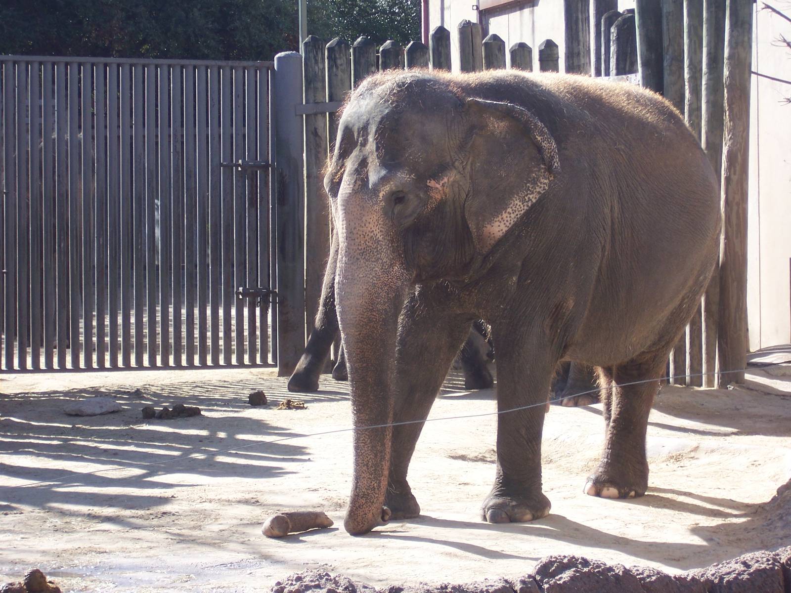 Asian Elephant 2007