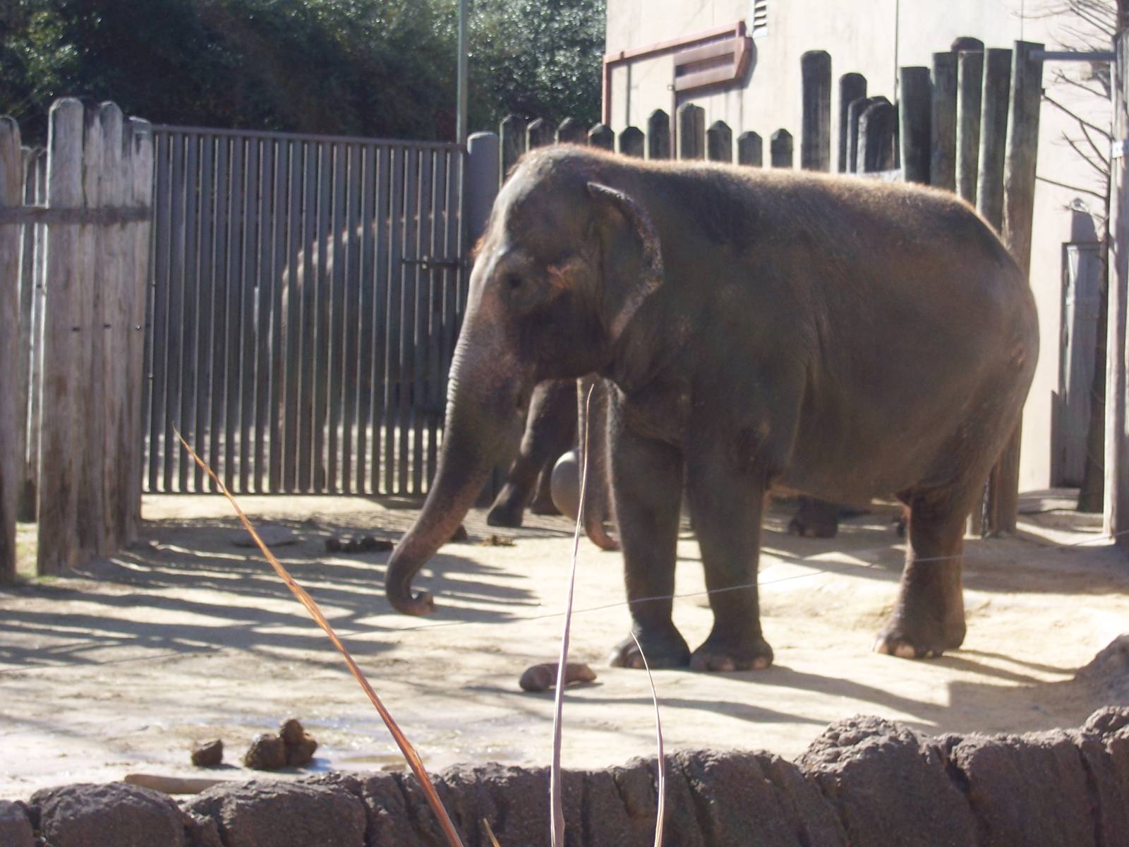 Asian Elephant 2007
