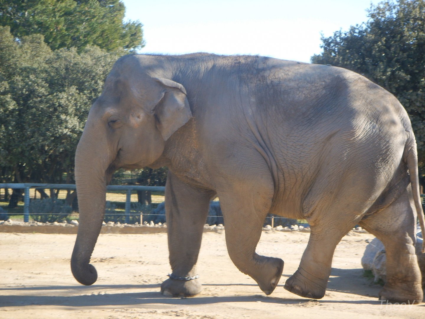 Asian elephant [2008]