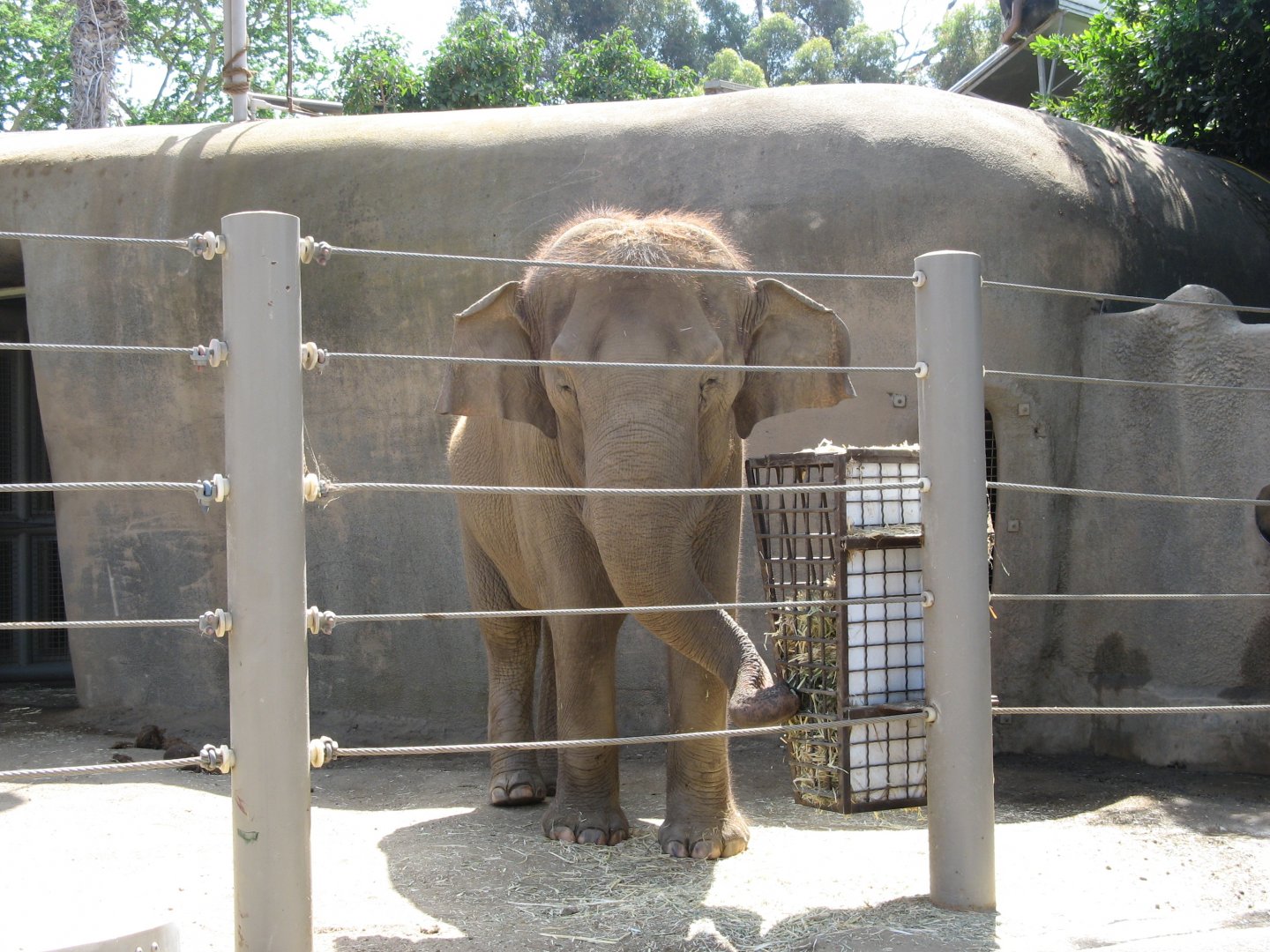 Asian Elephant (2008)