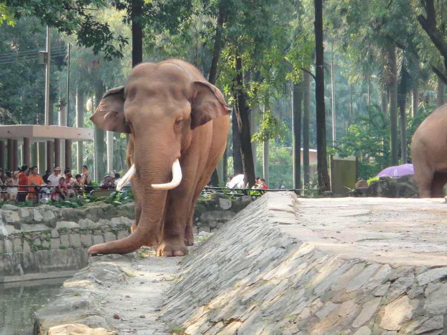 Asian elephant - 2011