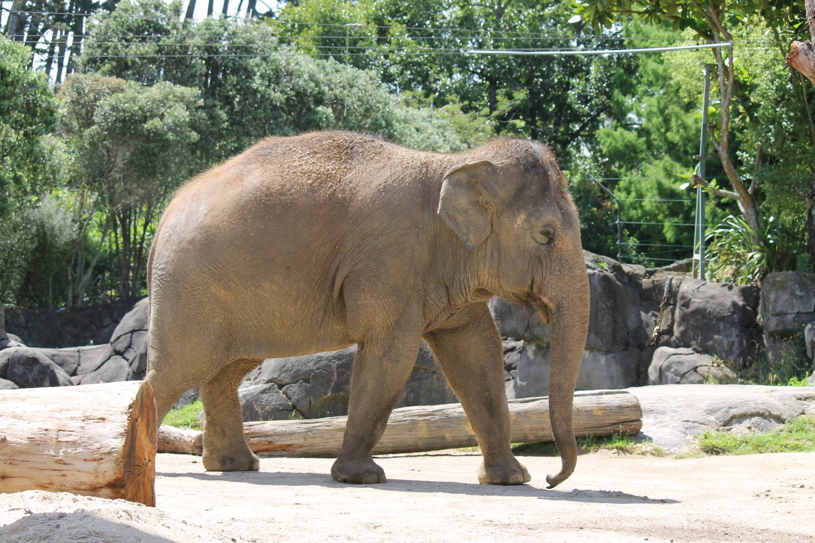 Asian Elephant (2012)