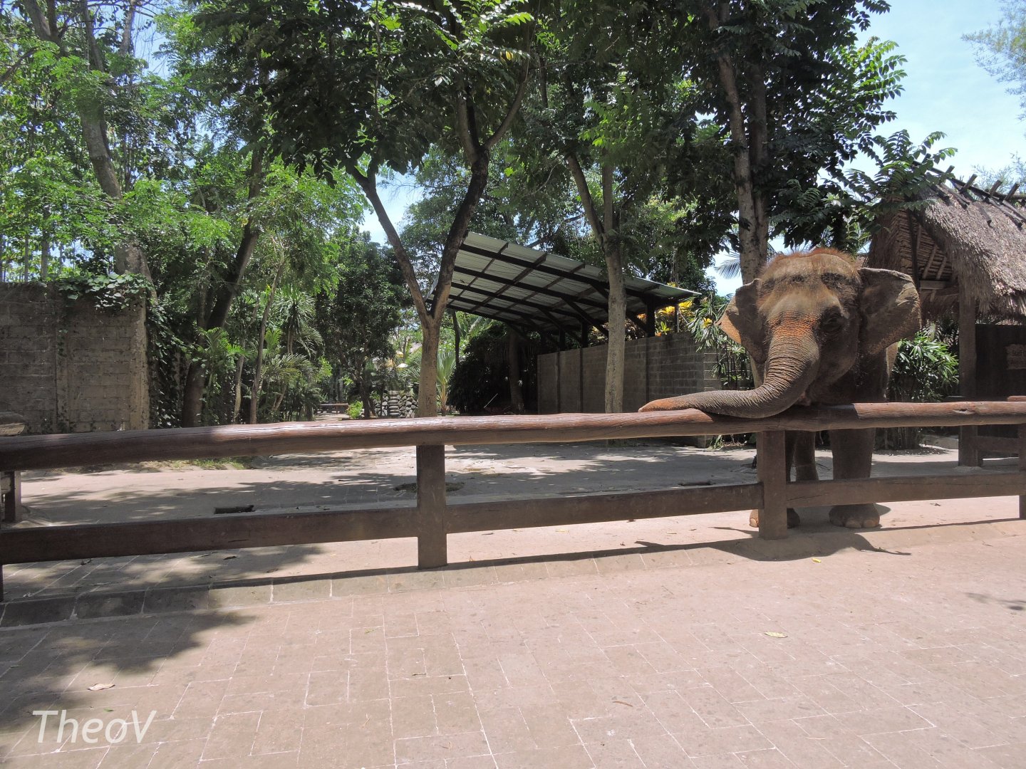 Asian elephant [2016]