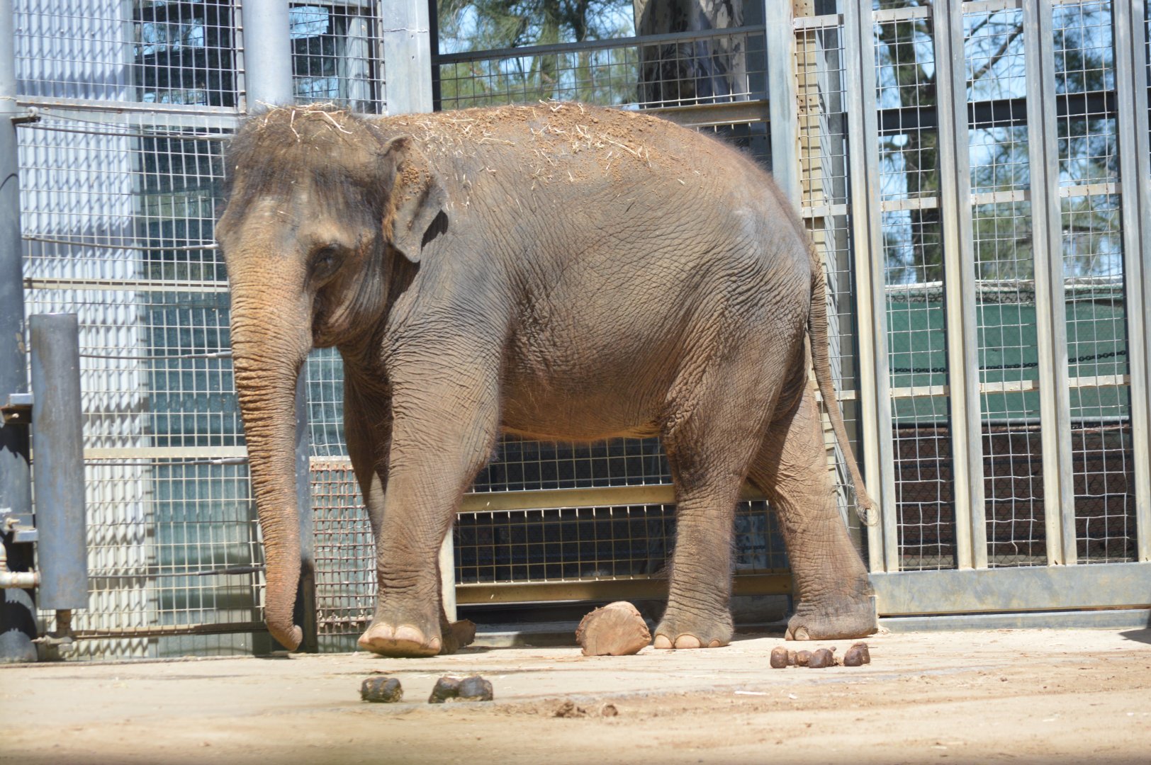 Asian Elephant, 2017