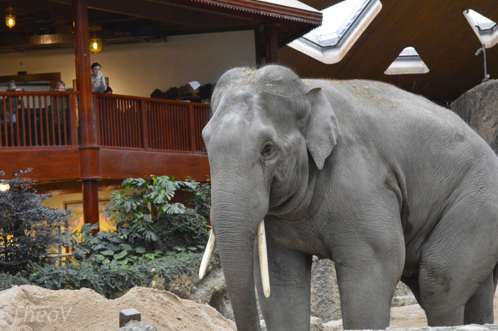 Asian elephant [2018]