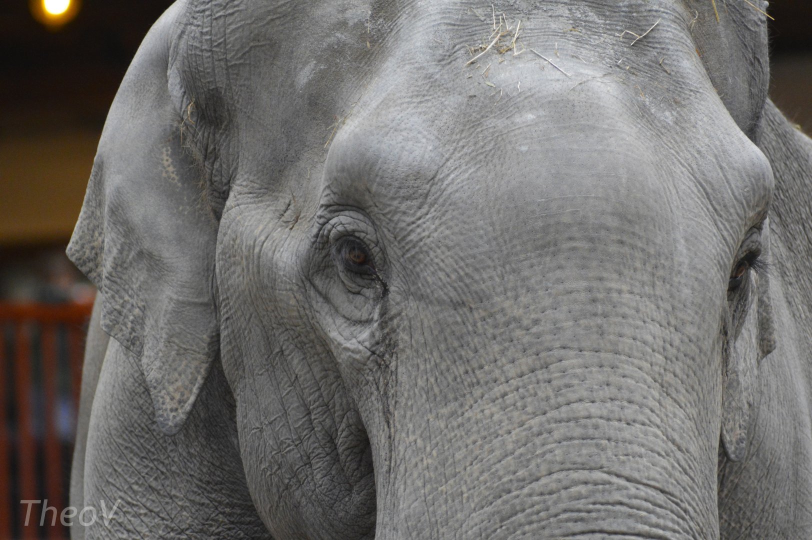 Asian elephant [2018]