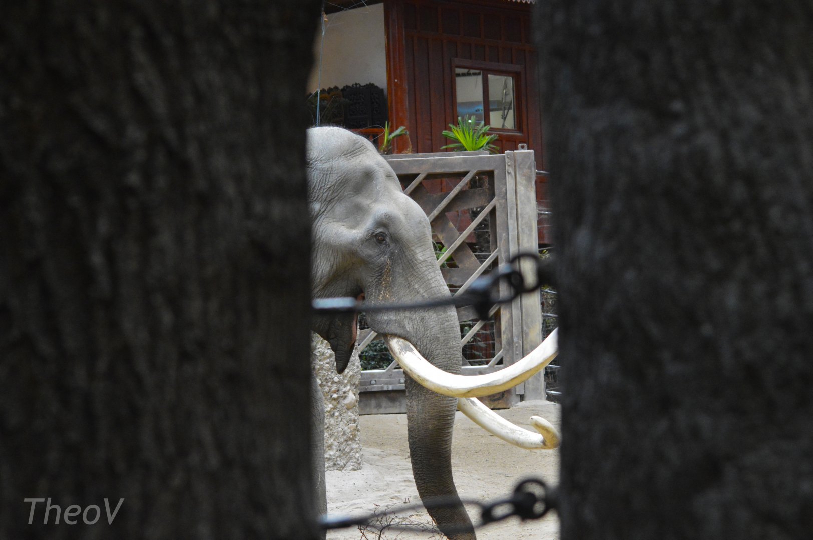 Asian elephant [2018]