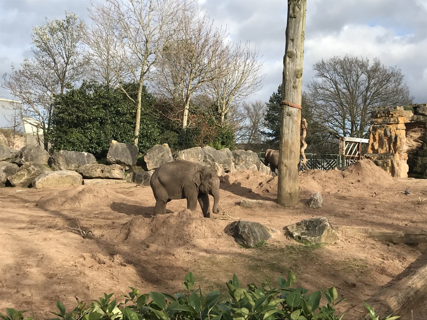 Asian elephant (2020)