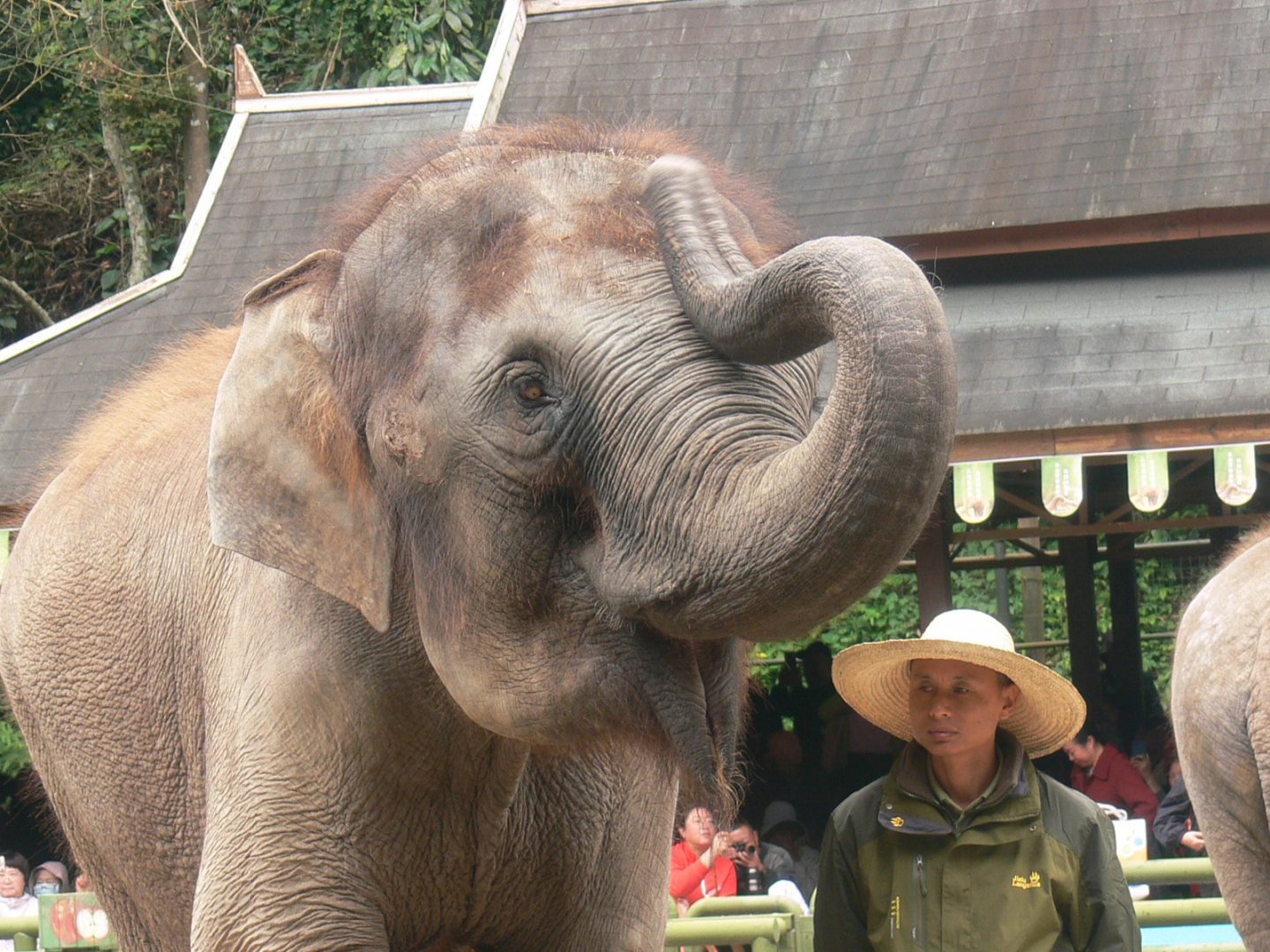 Asian Elephant 2025/11/26-2