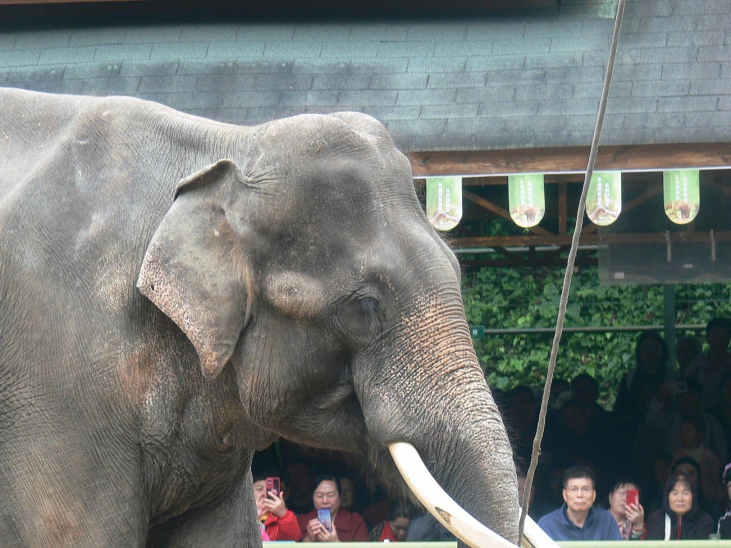 Asian Elephant 2025/11/26-3