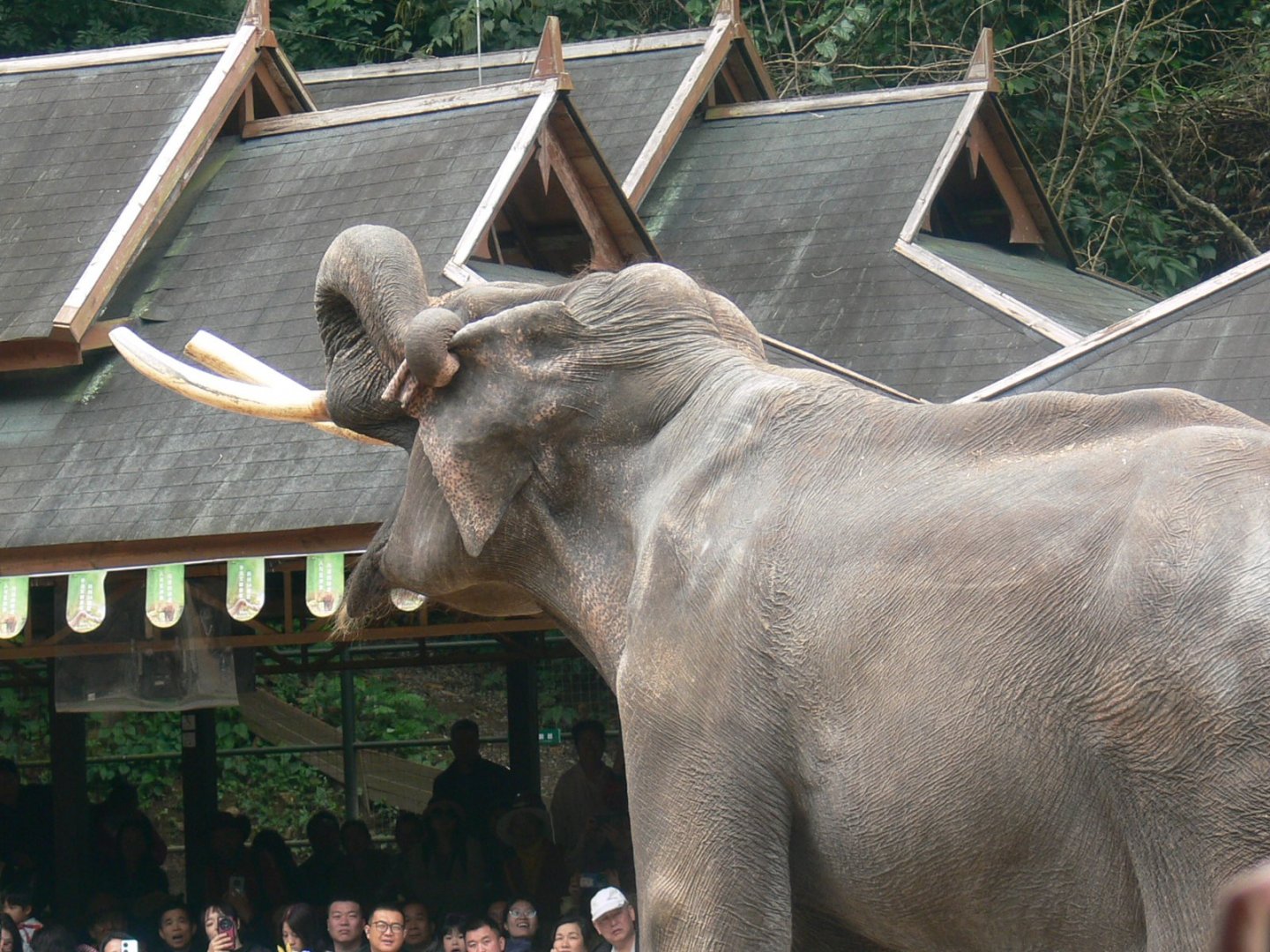 Asian Elephant 2025/11/26-4