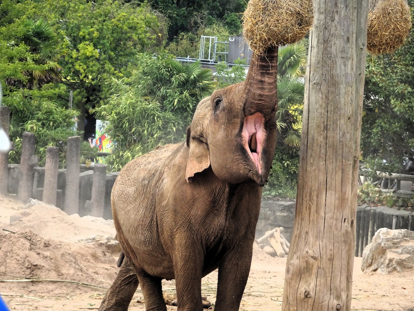 Asian Elephant 24 August 2025