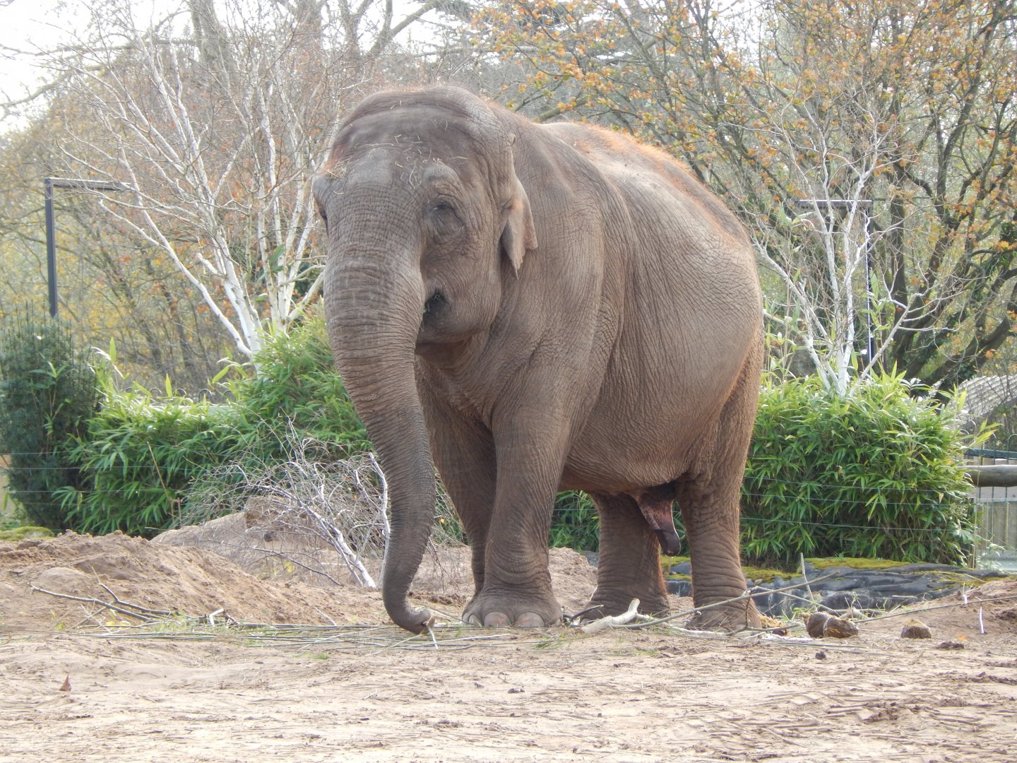 Asian elephant 241123