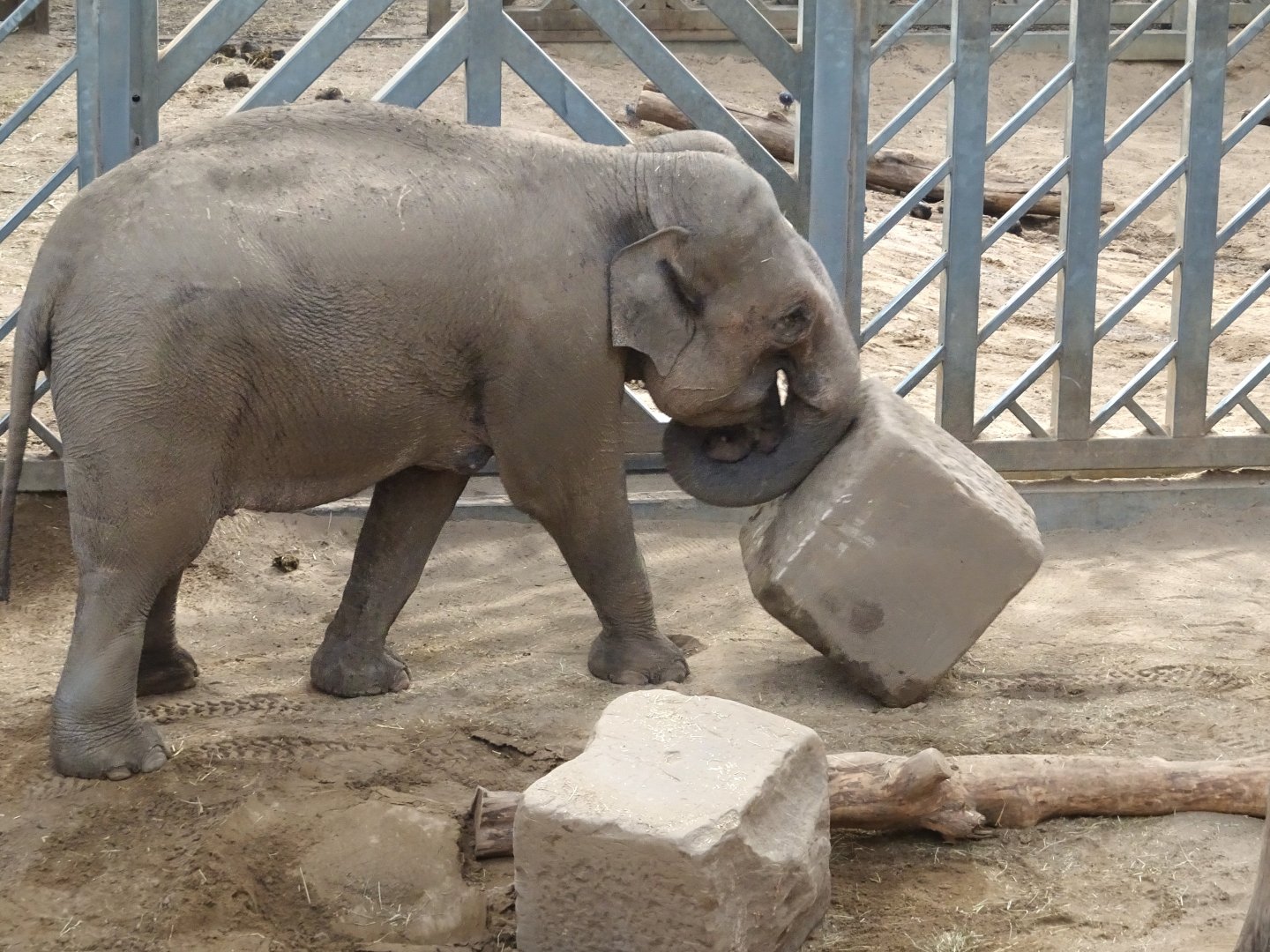 Asian Elephant 25 October 2025