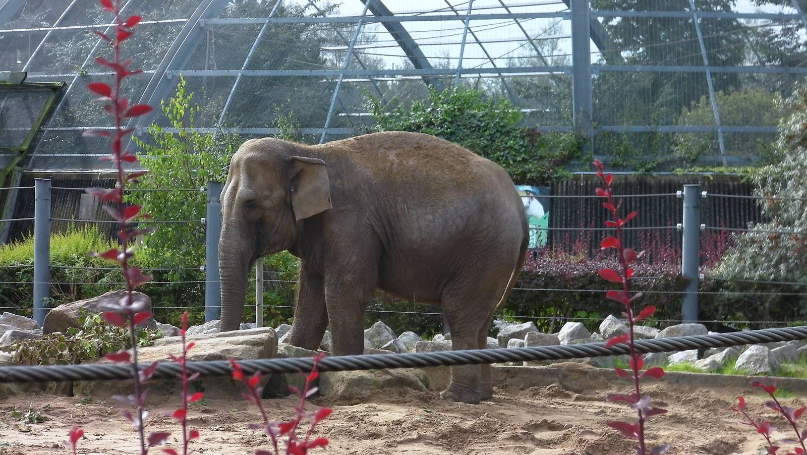 Asian Elephant - 26.08.2011