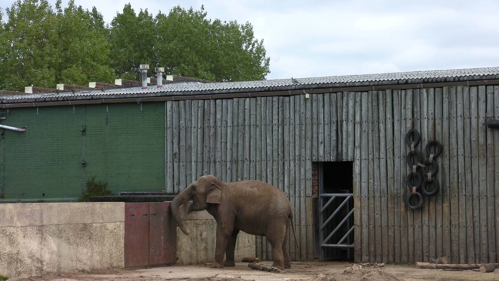 Asian Elephant - 26.08.2011