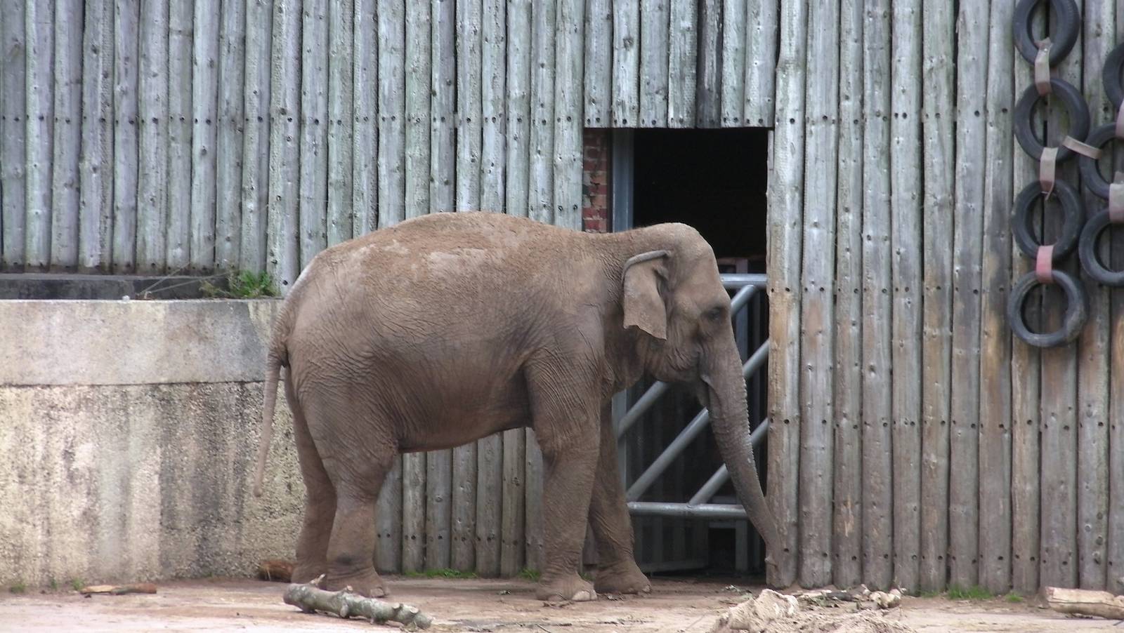 Asian Elephant - 26.08.2011