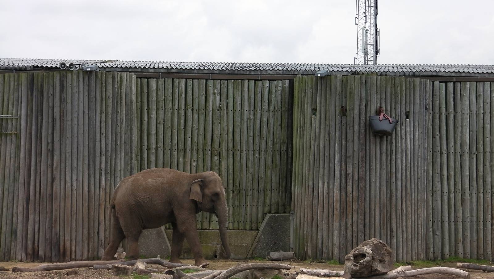 Asian Elephant - 26.08.2011