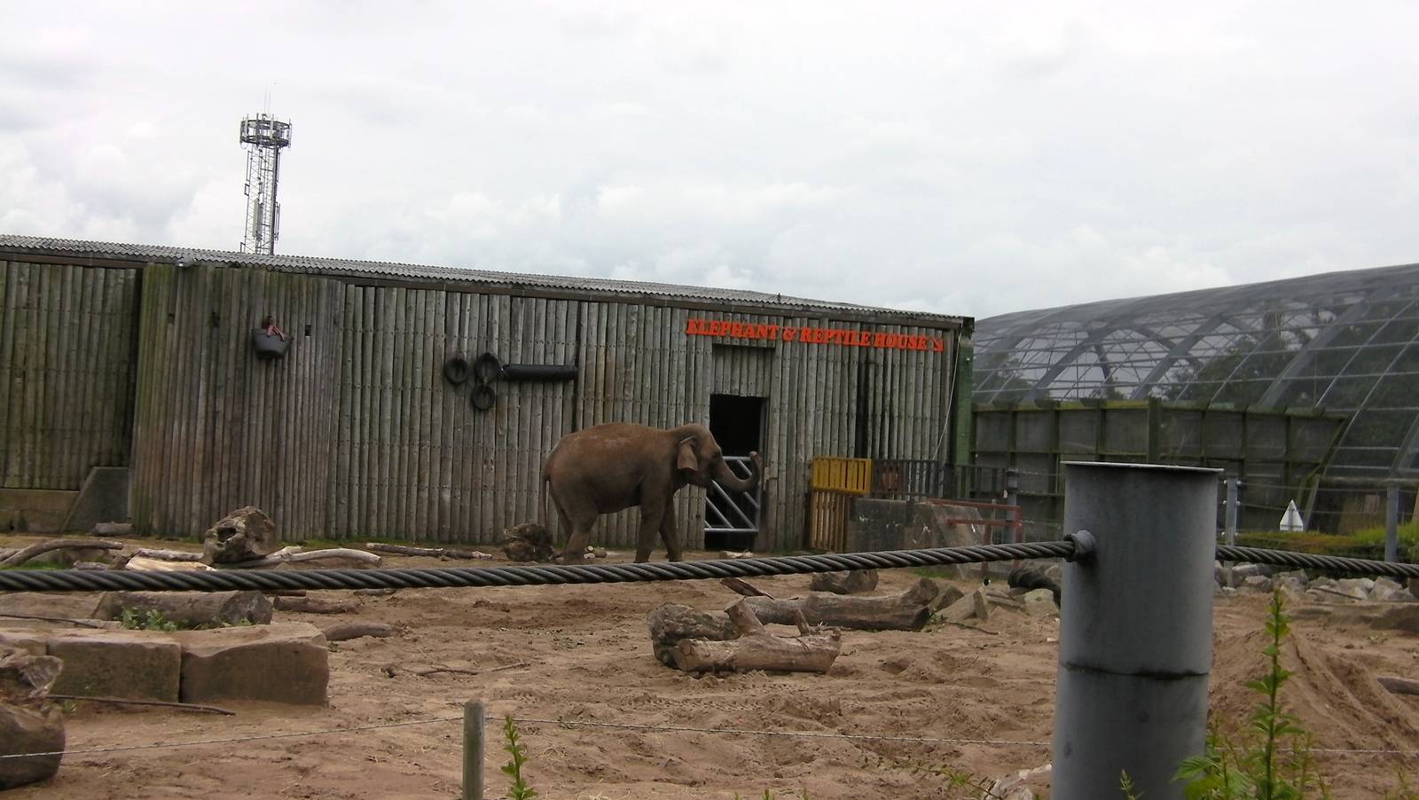 Asian Elephant - 26.08.2011