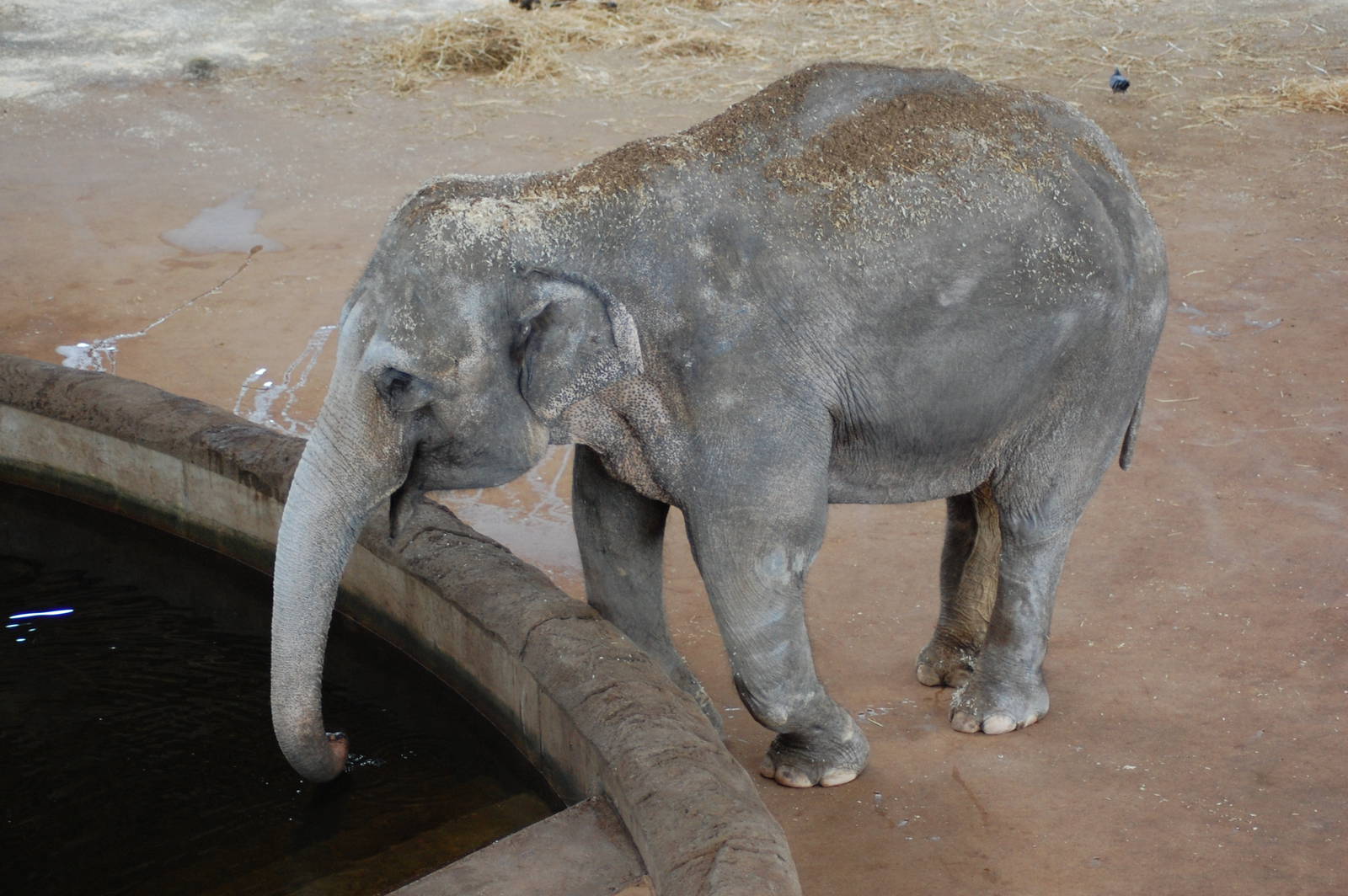 Asian elephant 27-02-2011