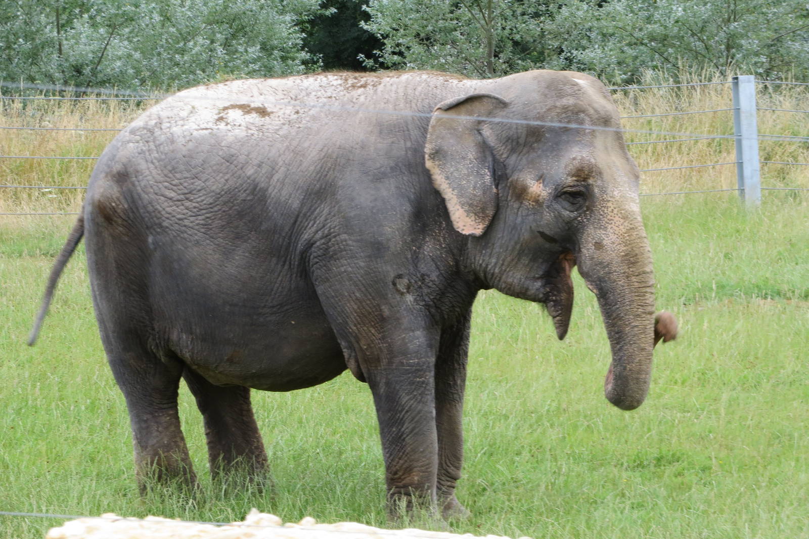 Asian Elephant 270713