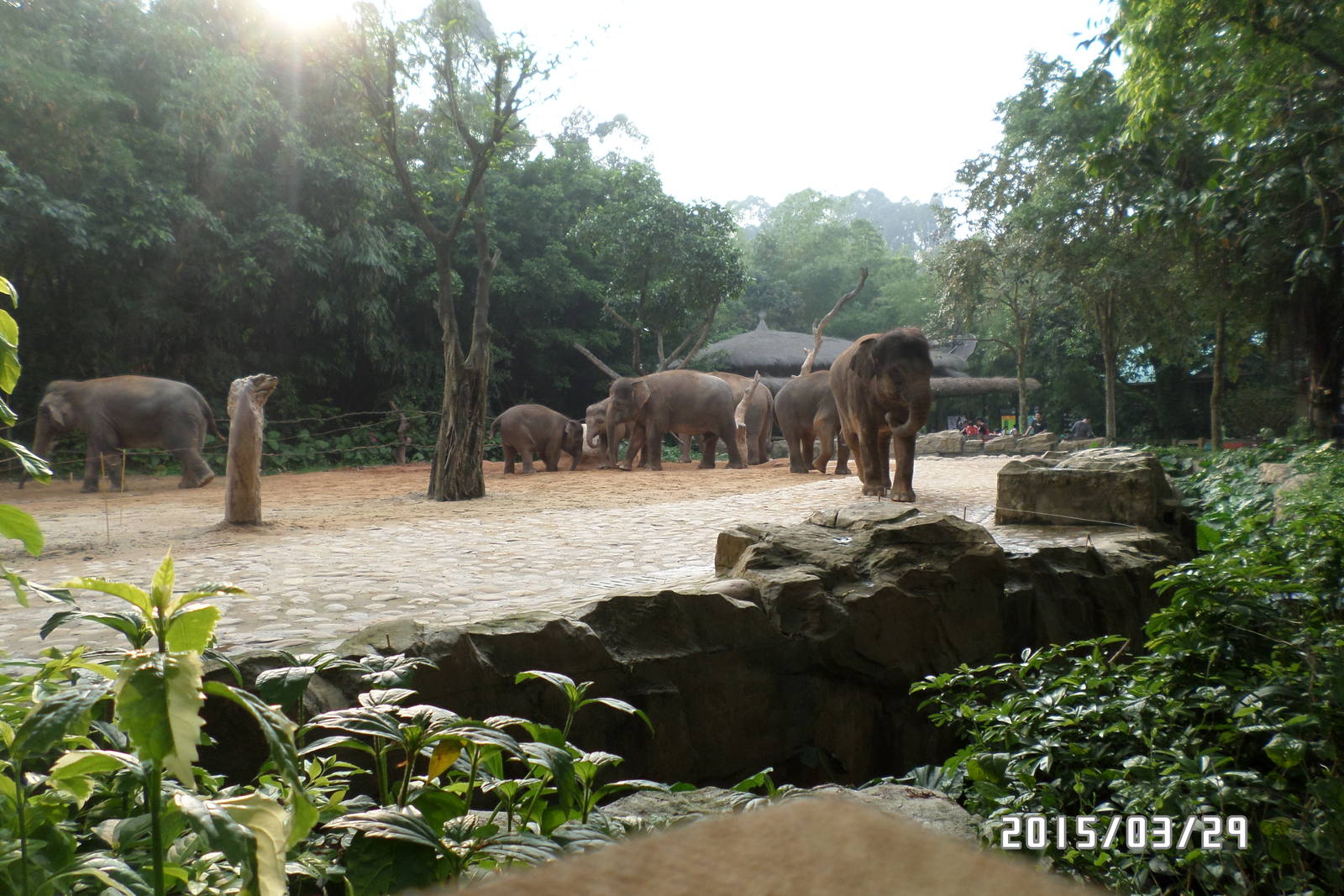 Asian Elephant   29-3-2015