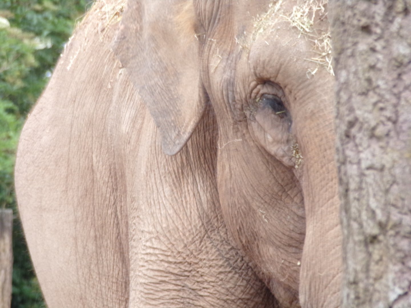 Asian elephant 29.6.24