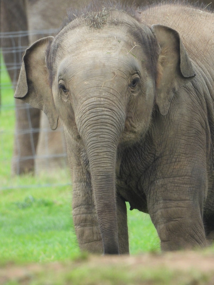 Asian Elephant- 2nd October 2023