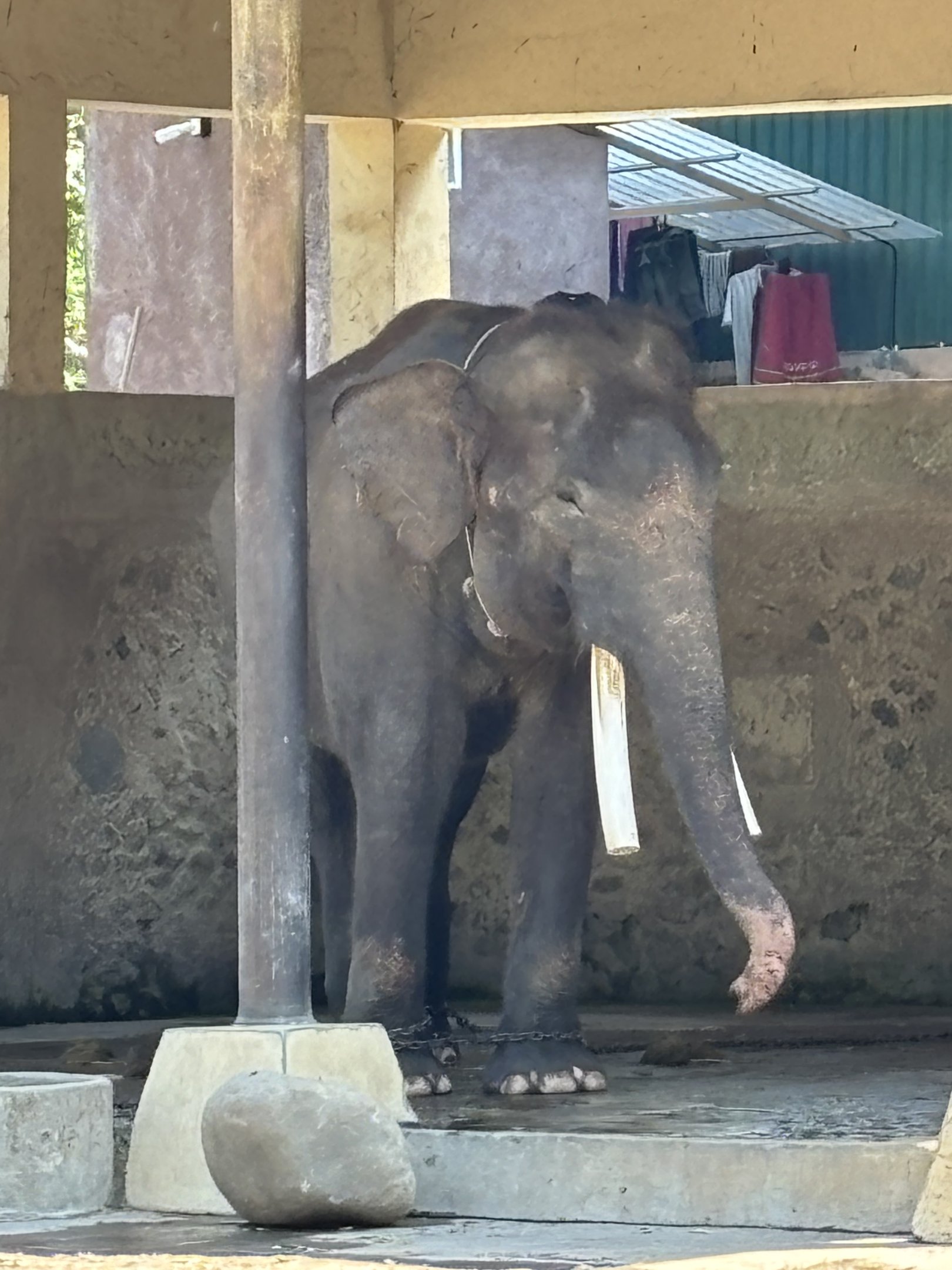 Asian Elephant - 3 legs chained