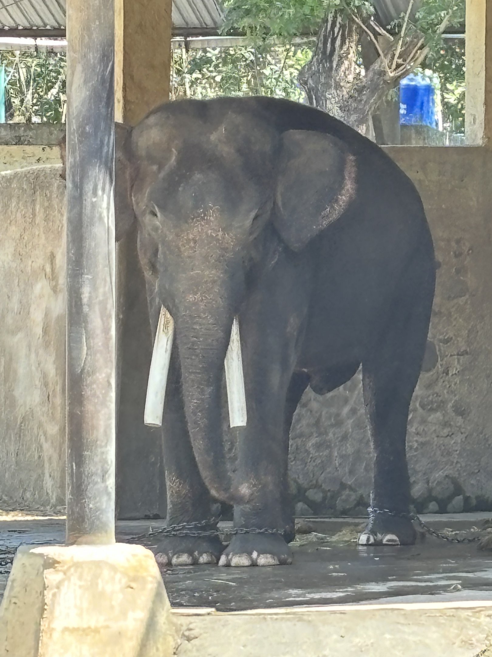 Asian Elephant - 3 legs chained