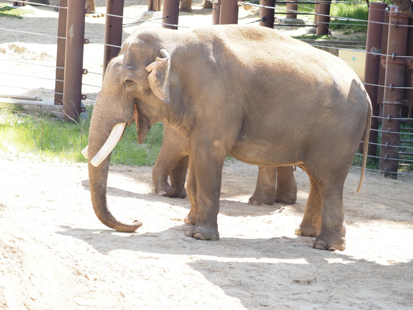 Asian Elephant 3