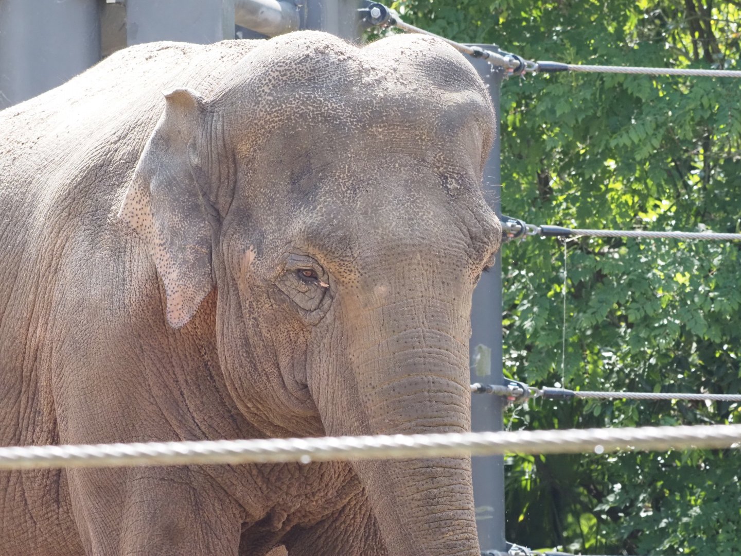 Asian Elephant 3