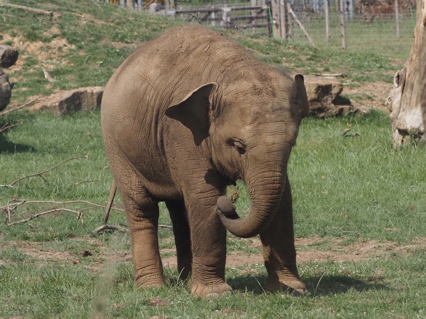 Asian Elephant 4