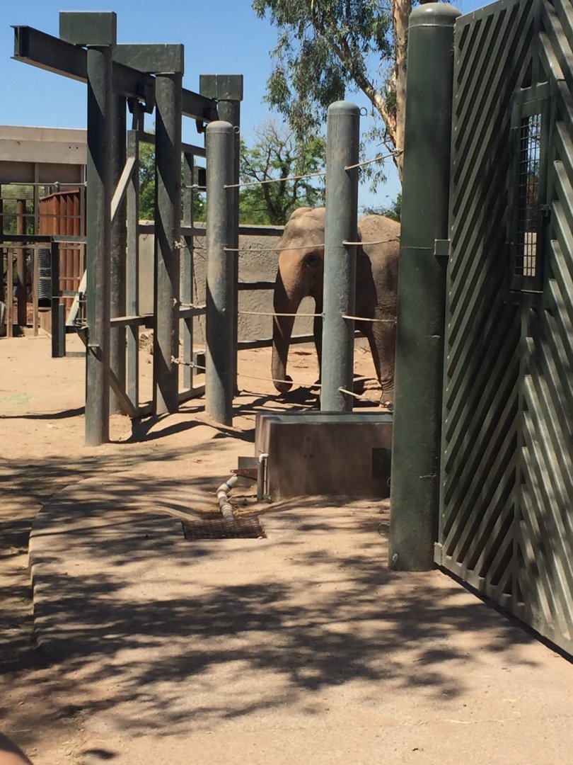 Asian Elephant 6-22-2019