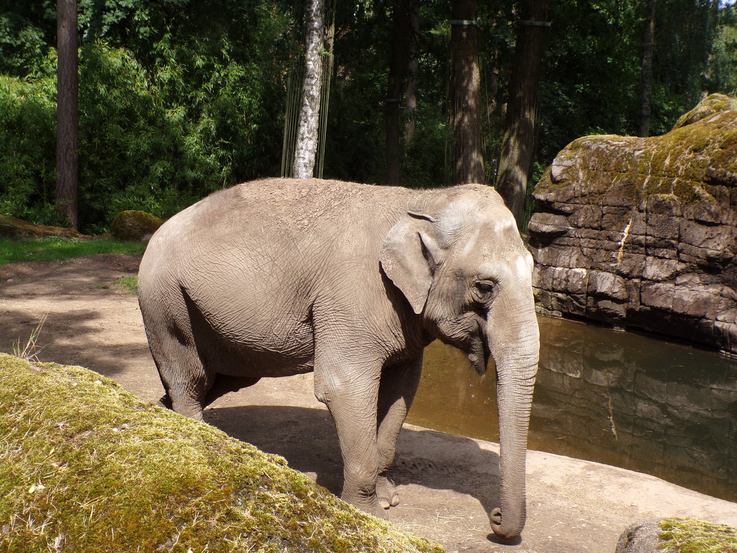 Asian elephant 6.7.23