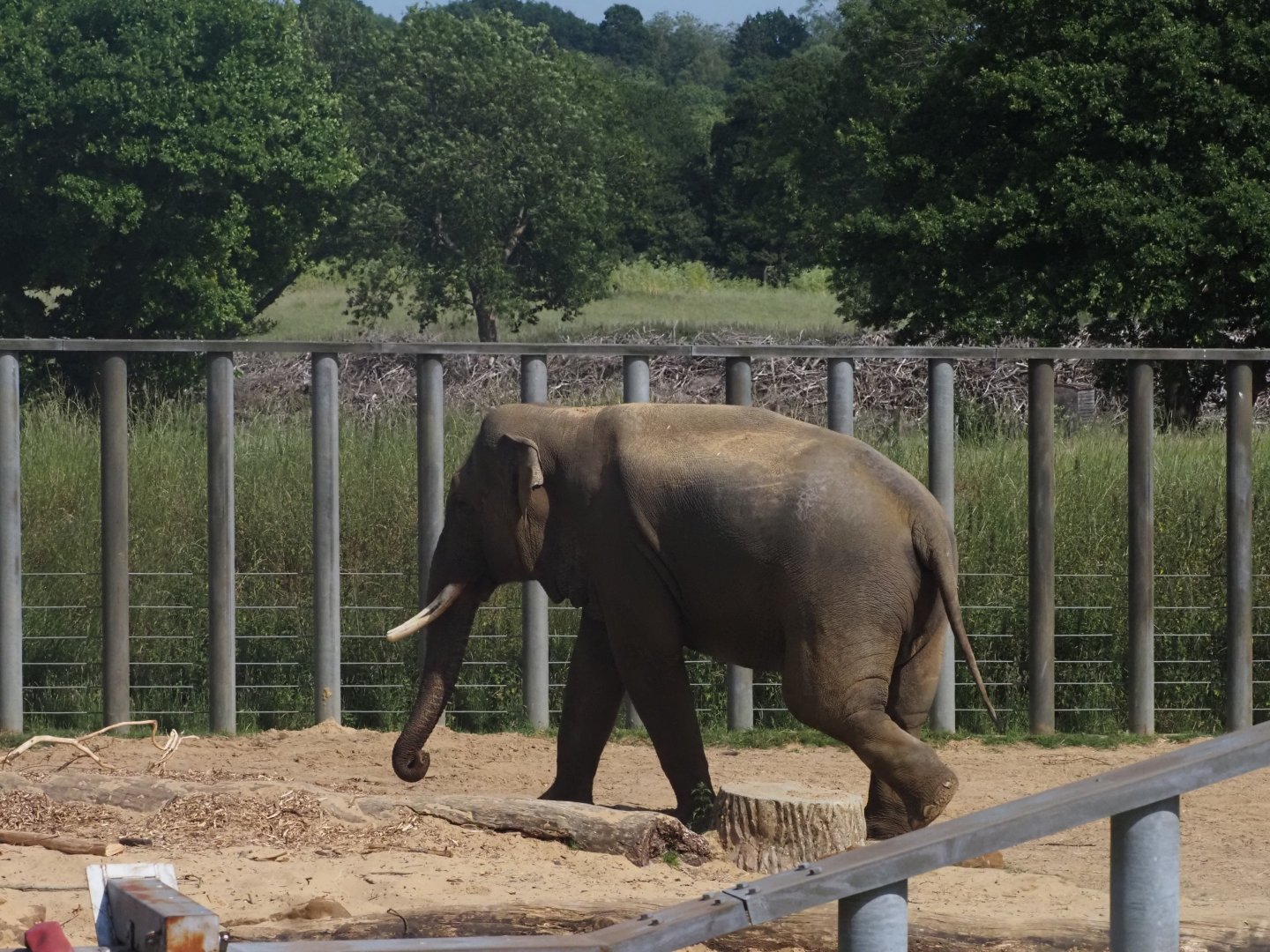 Asian Elephant 6