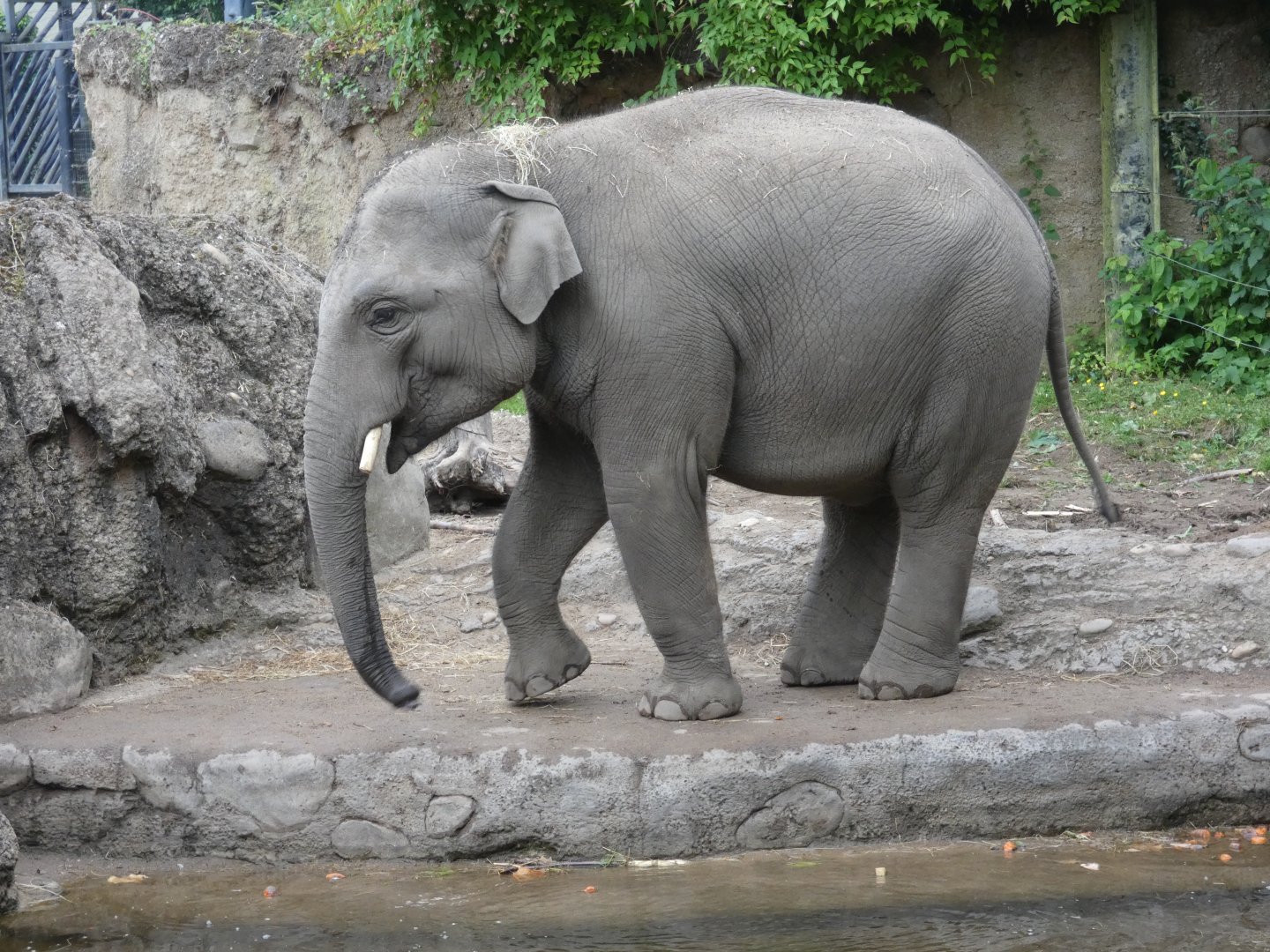 Asian elephant adolescent bull