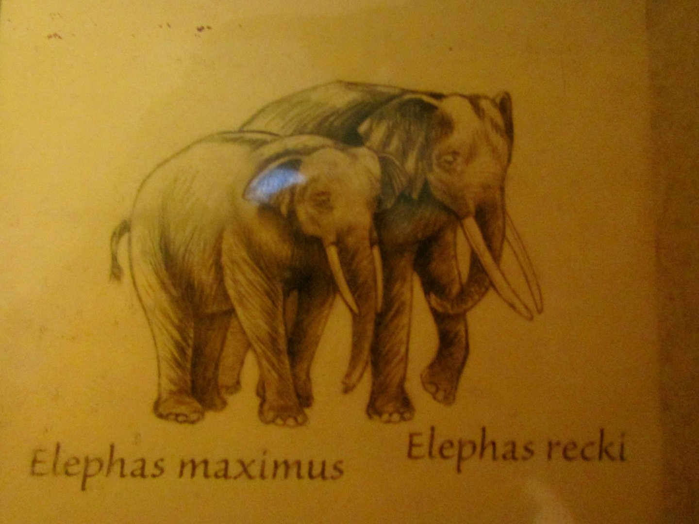 Asian Elephant & African Straight-Tusked Elephant Comparison Drawing