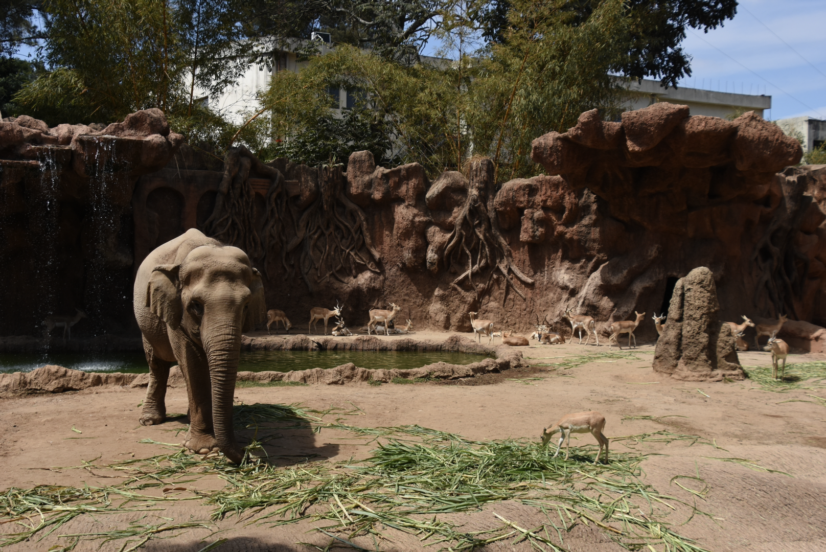 Asian Elephant and Blackbuck exhibit