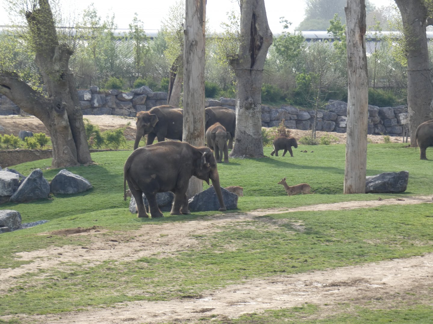 Asian Elephant and Brow-antlered Deer