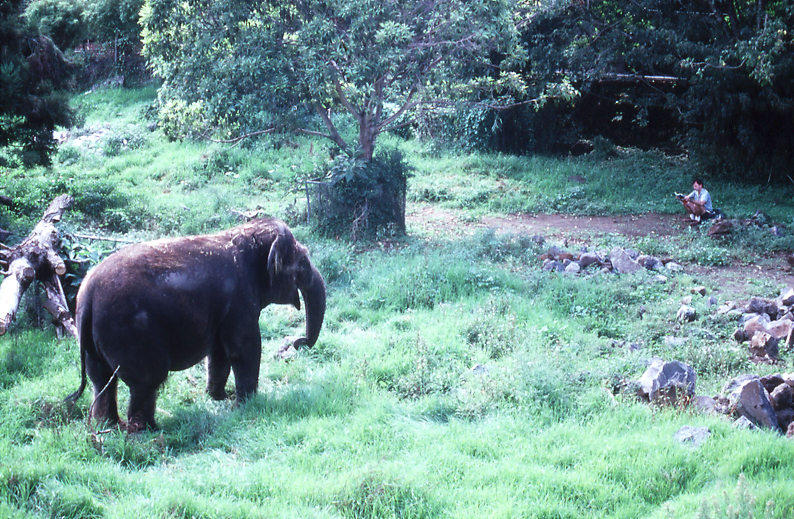 Asian Elephant and keeper - 1990
