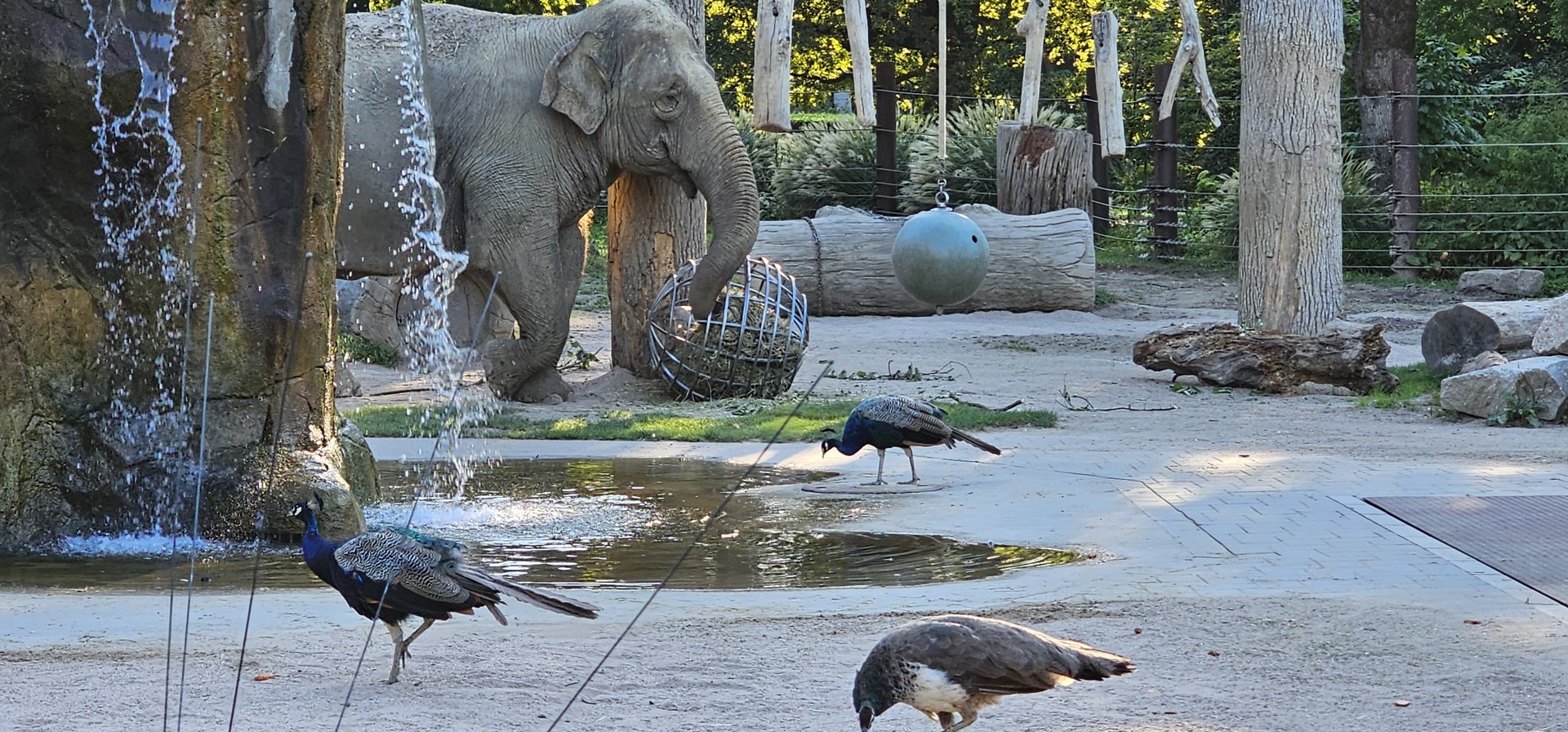 Asian elephant and peacocks