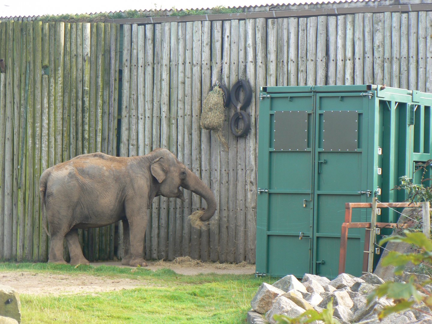Asian Elephant and Travel Crate - 15 October 2017