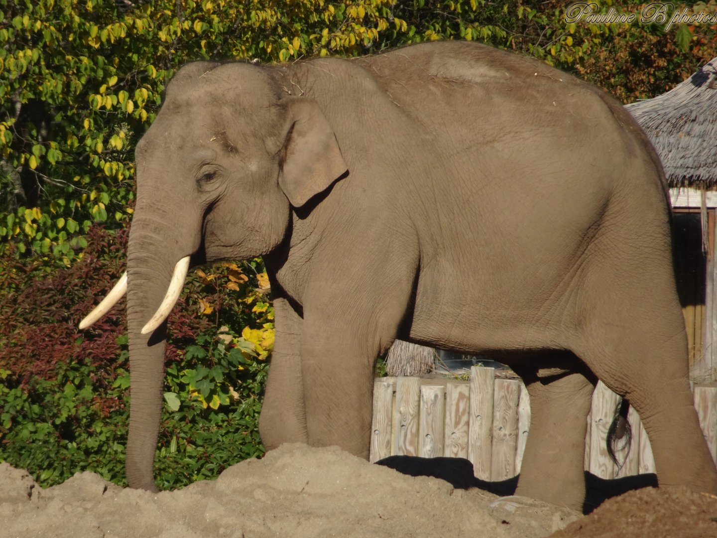 Asian Elephant Anjan 2 November 2025